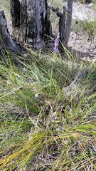 Thelymitra
