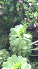 Aeonium arboreum