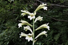 Cardiocrinum cordatum