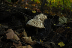 Chlorophyllum