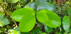 Griselinia lucida