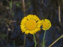 Helenium pinnatifidum