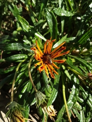 Gazania