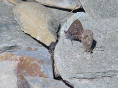 Zizina oxleyi