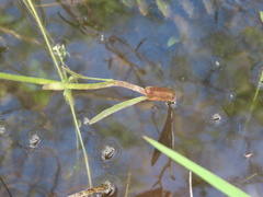Helenium pinnatifidum