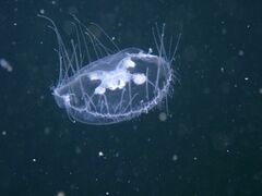 Craspedacusta sowerbii