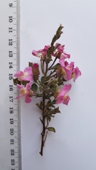Podalyria microphylla