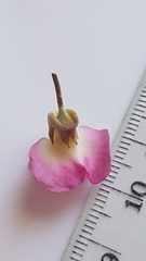 Podalyria microphylla