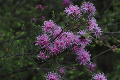 Kunzea obovata