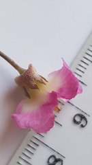 Podalyria microphylla