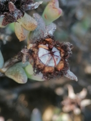 Smicrostigma viride