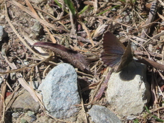 Zizina oxleyi