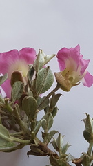 Podalyria microphylla