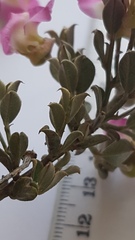 Podalyria microphylla