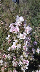 Podalyria microphylla