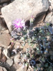 Smicrostigma viride