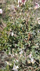 Podalyria microphylla