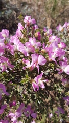 Podalyria microphylla