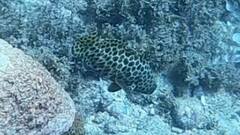 Epinephelus quoyanus