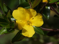 Hibbertia cuneiformis