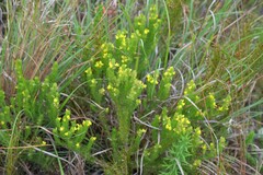 Aspalathus pycnantha