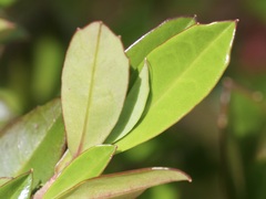 Hibbertia cuneiformis