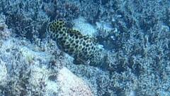 Epinephelus quoyanus