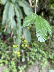 Gynostemma pentaphyllum