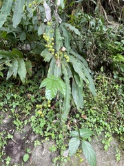 Gynostemma pentaphyllum