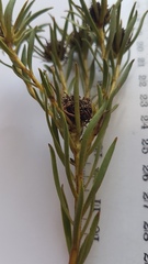 Leucadendron lanigerum lanigerum