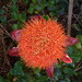 Paintbrush Lily - Photo (c) Jeff O'Loughlin, some rights reserved (CC BY-NC), uploaded by Jeff O'Loughlin