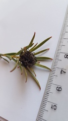 Leucadendron lanigerum lanigerum