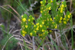 Aspalathus pycnantha