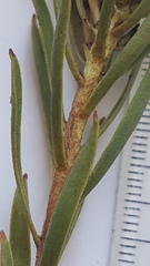 Leucadendron lanigerum lanigerum