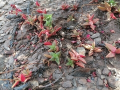 Crassula capitella