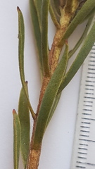 Leucadendron lanigerum lanigerum