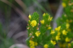 Aspalathus pycnantha