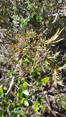 Leucadendron lanigerum lanigerum