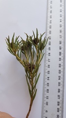 Leucadendron lanigerum lanigerum