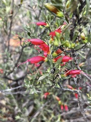 Eremophila glabra