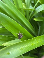 Uresiphita ornithopteralis