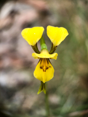 Diuris aurea