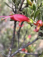 Eremophila glabra