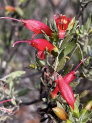 Eremophila glabra