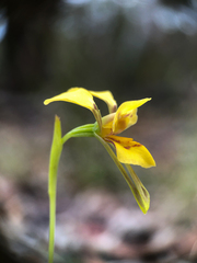 Diuris aurea