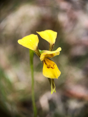 Diuris aurea