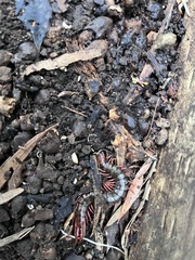 Cormocephalus