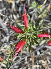 Eremophila glabra