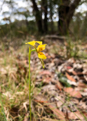 Diuris aurea