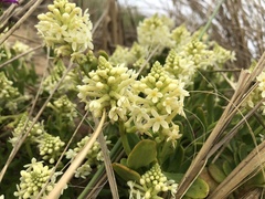 Stackhousia spathulata